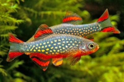 Danio margaritatus