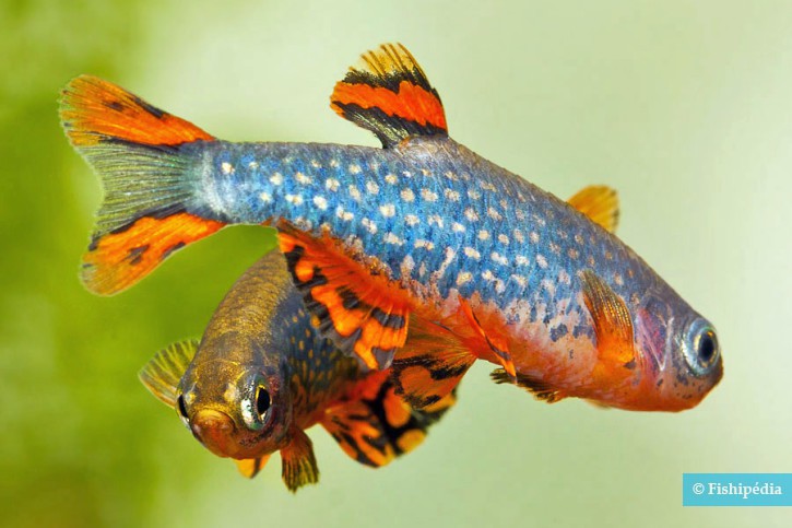 Danio margaritatus - microrasbora galaxy