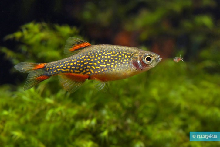 Danio margaritatus - microrasbora galaxy