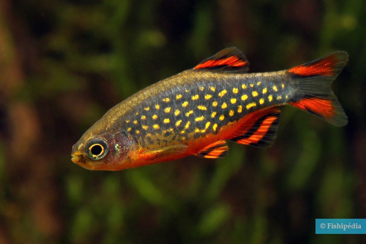Danio margaritatus - microrasbora galaxy