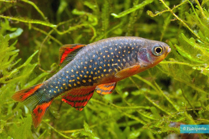 Danio margaritatus - microrasbora galaxy