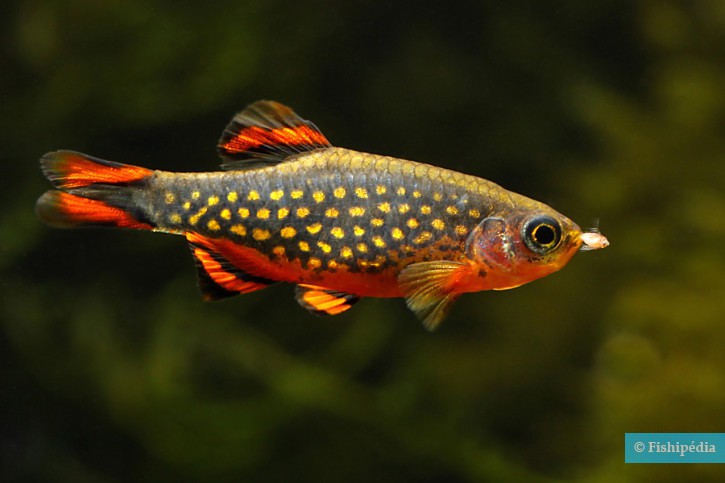 Danio margaritatus - microrasbora galaxy