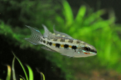 cíclido ajedrez Cichlidae