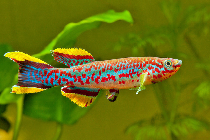 Fundulopanchax gardneri - killi punteado