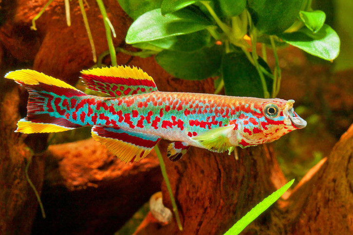 Fundulopanchax gardneri - killi punteado