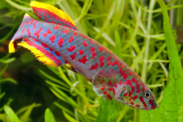 Fundulopanchax gardneri - killi punteado