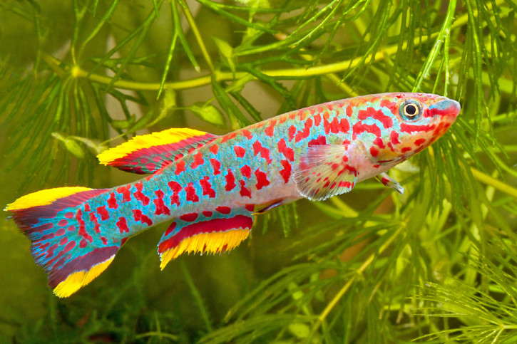 Fundulopanchax gardneri - killi punteado