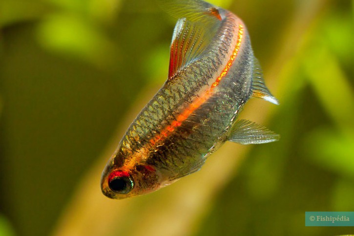 Hemigrammus erythrozonus - neón cobre