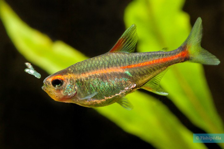 Hemigrammus erythrozonus - neón cobre