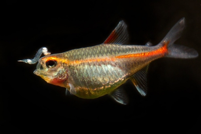 néon rose Characidae