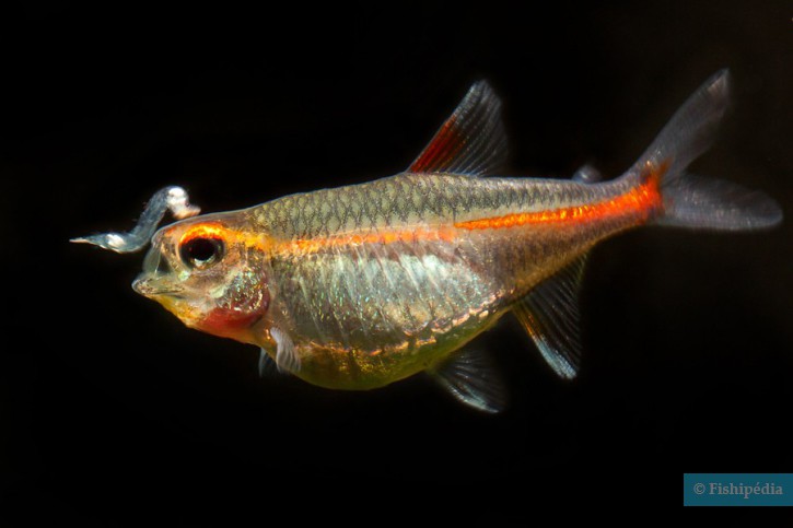 Hemigrammus erythrozonus