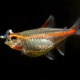 picture of Hemigrammus erythrozonus