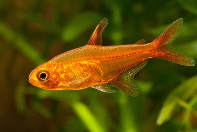 tétra amandae Characidae