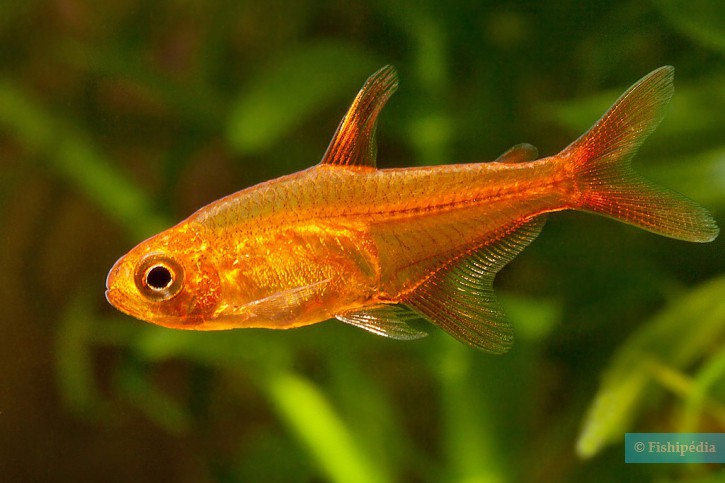 Hyphessobrycon amandae