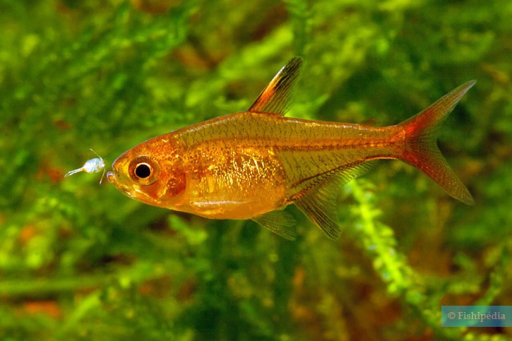 Hyphessobrycon amandae - tetra ámbar