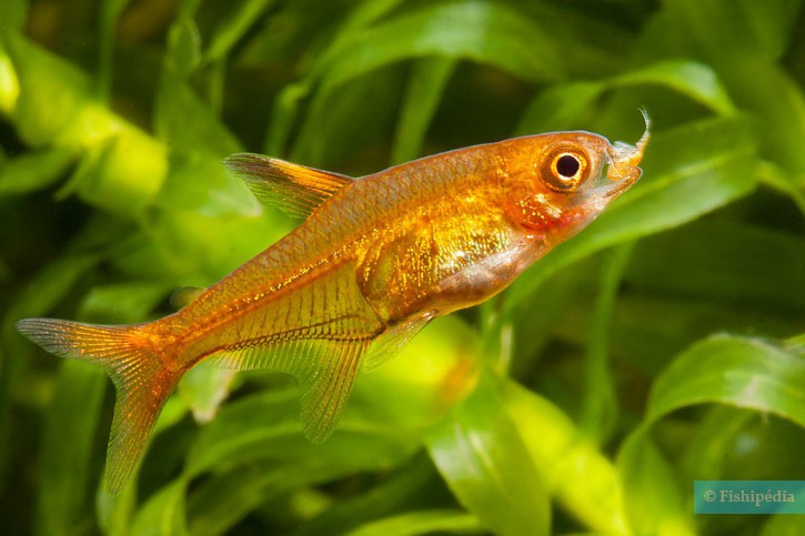 Hyphessobrycon amandae - tetra ámbar