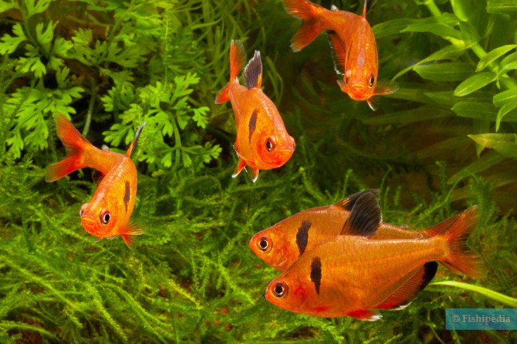 Hyphessobrycon eques - tetra serpae