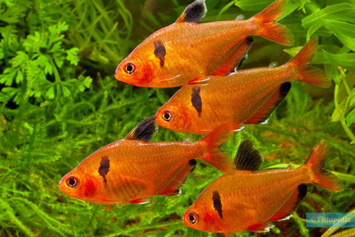 Hyphessobrycon eques - tetra serpae