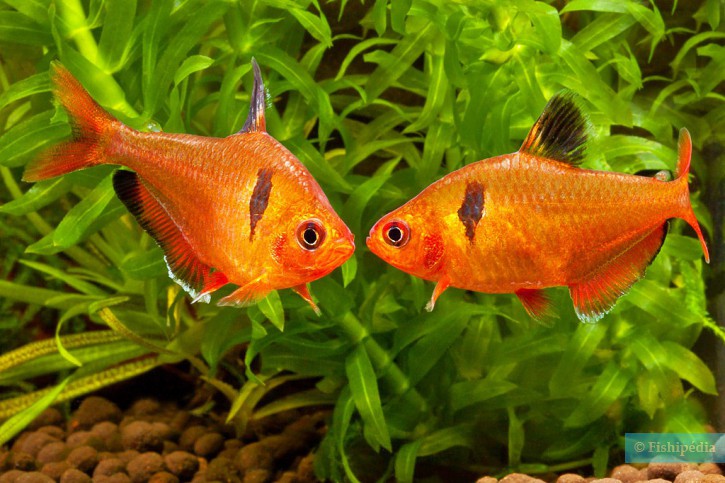 Hyphessobrycon eques - tetra serpae