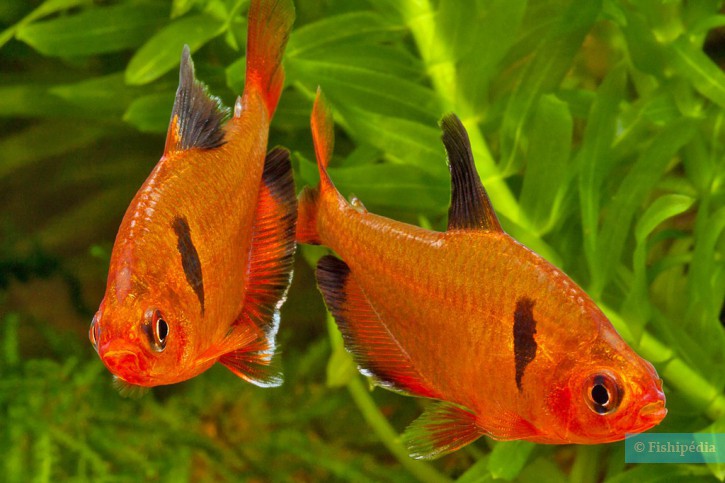 Hyphessobrycon eques - tetra serpae