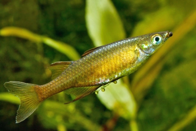poisson arc-en-ciel Melanotaeniidae