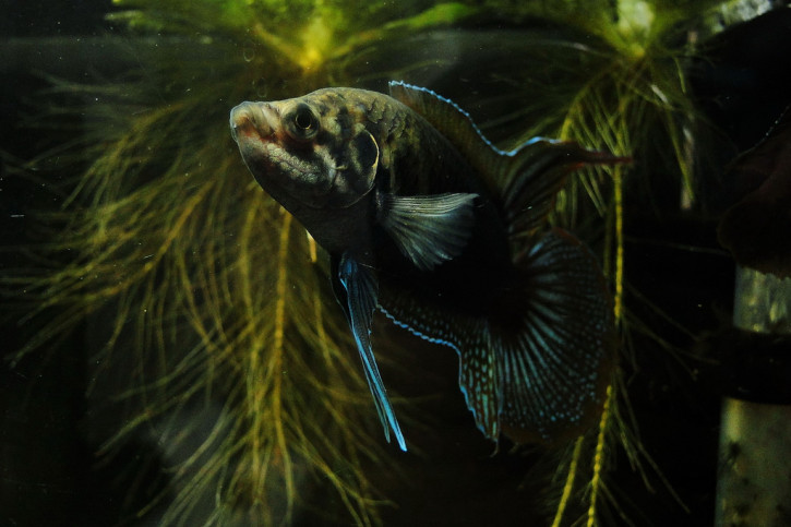 Macropodus ocellatus - Macropode à queue ronde