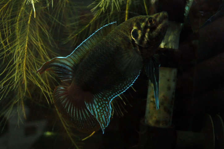 Macropodus ocellatus - Macropode à queue ronde