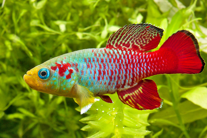 Nothobranchius guentheri - notho de cola roja