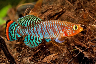 Nothobranchius rachovii