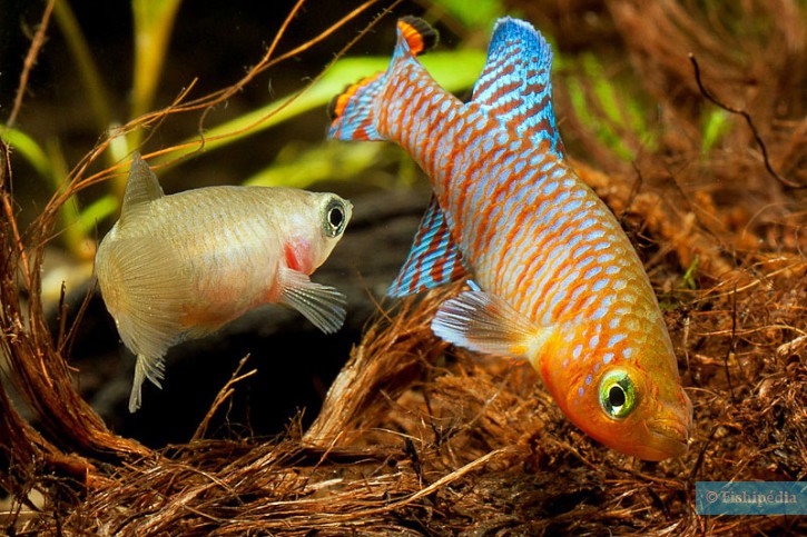 Nothobranchius rachovii - notho de Rachov