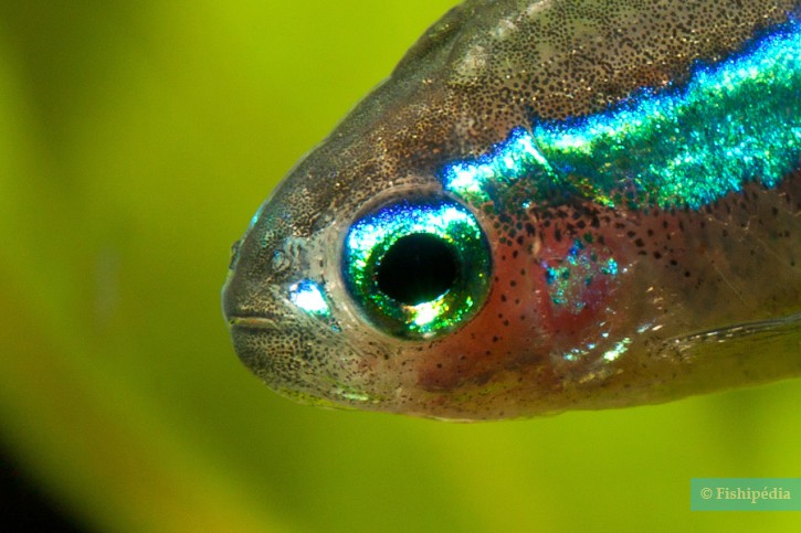 Paracheirodon simulans - tetra neón verde