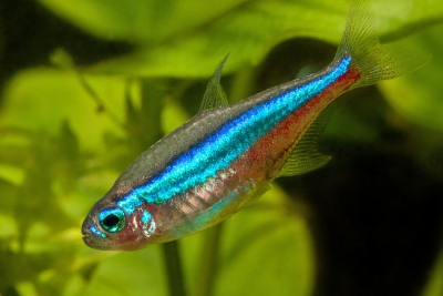 Paracheirodon simulans Characidae