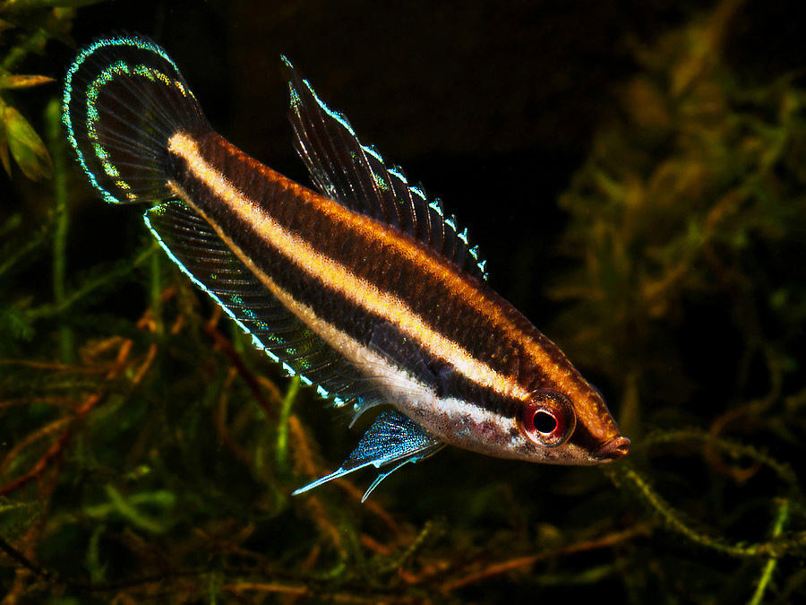 Parosphromenus deissneri