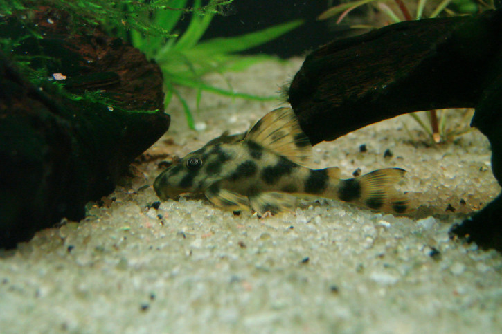 Peckoltia oligospila