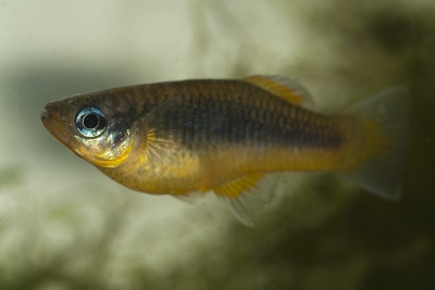 Priapella intermedia Poeciliidae