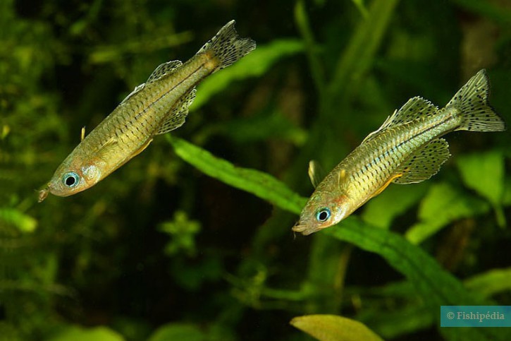 Pseudomugil gertrudae - ojos azules punteado