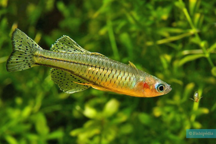Pseudomugil gertrudae - ojos azules punteado