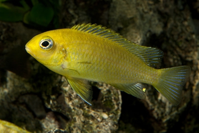 Tropheops sp. "m. Chitimba" Cichlidae