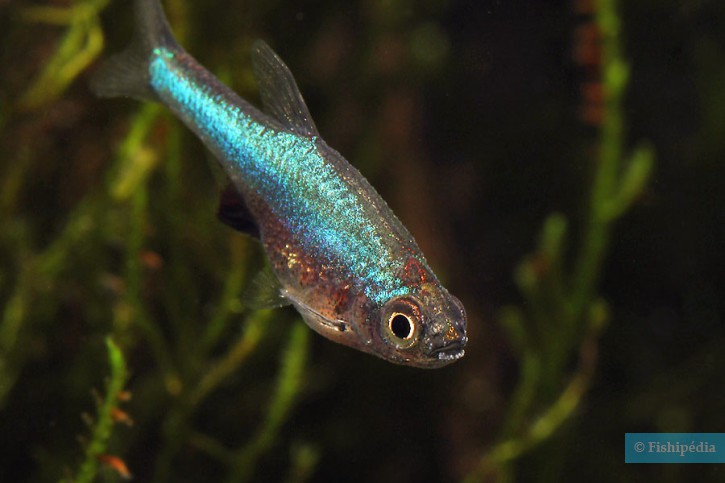 Sundadanio axelrodi - rasbora azul neón