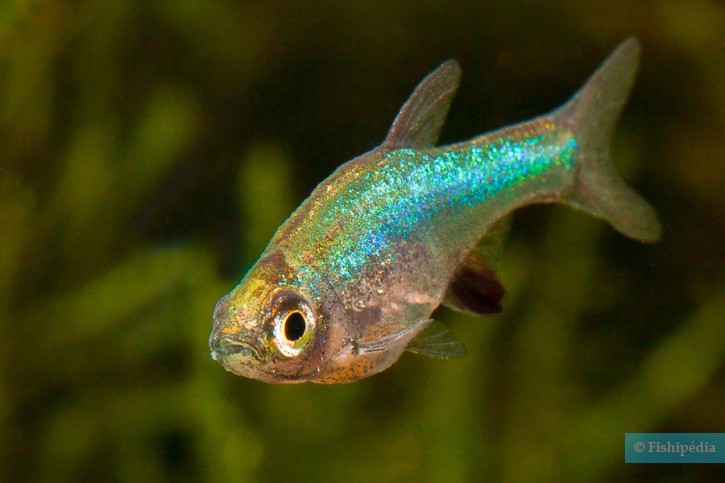 Sundadanio axelrodi - rasbora azul neón