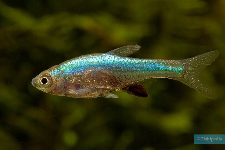 Sundadanio axelrodi - rasbora azul neón