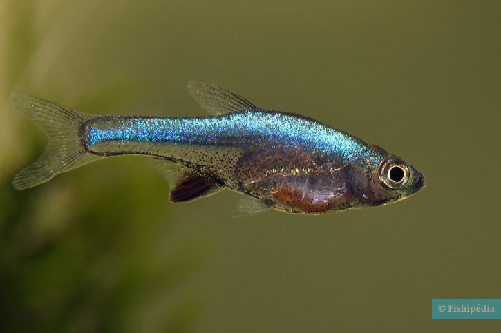 Sundadanio axelrodi - rasbora azul neón