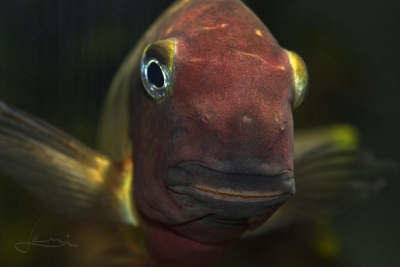 Moorii Cichlidae