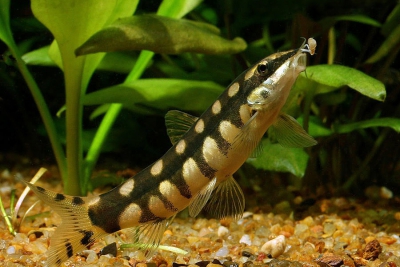loche naine Cobitidae