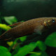 picture of Betta foerschi