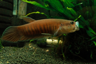 Betta patoti