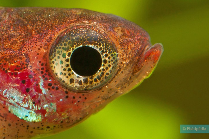 Boraras maculatus - rasbora enana