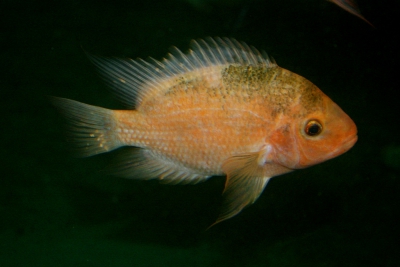 Amphilophus labiatus Cichlidae