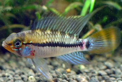 Apistogramma eunotus