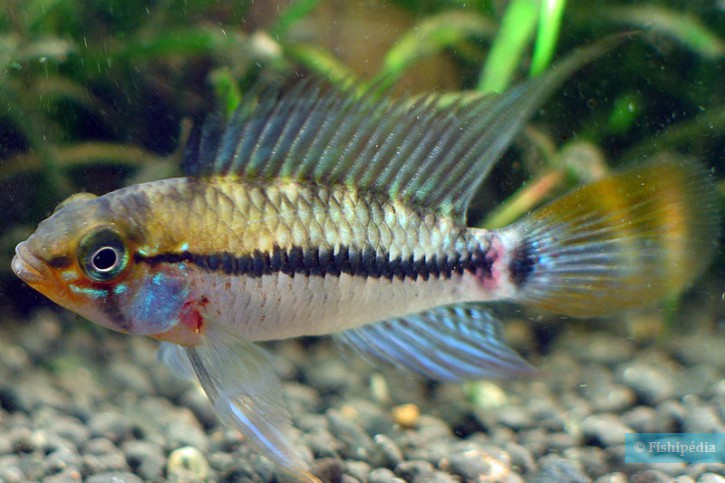 Apistogramma eunotus